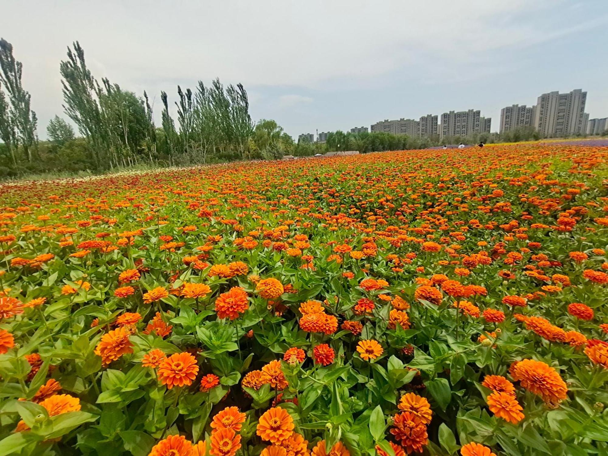 Primus Hotel Yinchuan Buitenkant foto